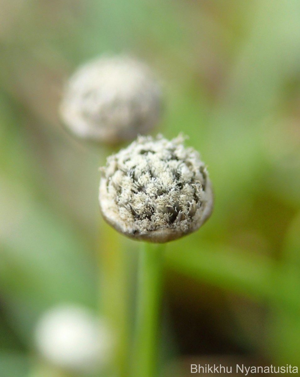 Eriocaulon thwaitesii Körn.